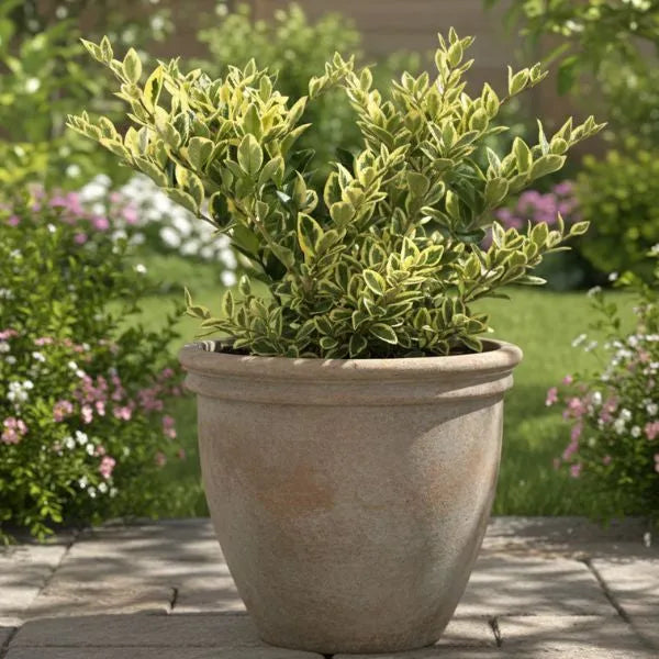 Ligustrum Texanum variegato D.18 cm