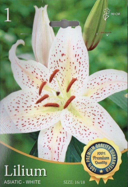 Lilium Asiatic Bianco - 1 Bulbo