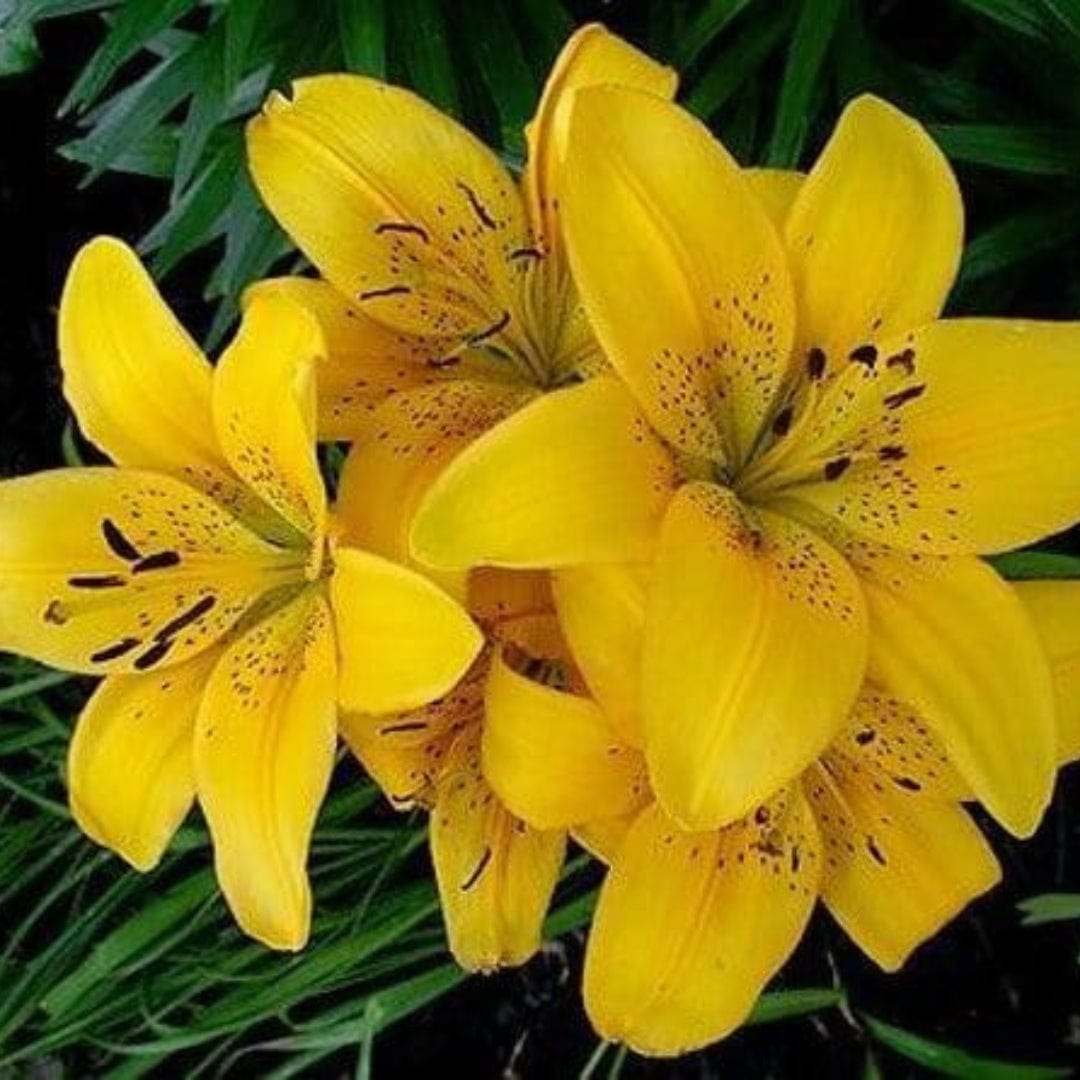 Lilium Asiatic Giallo Yellow - 1 Bulbo