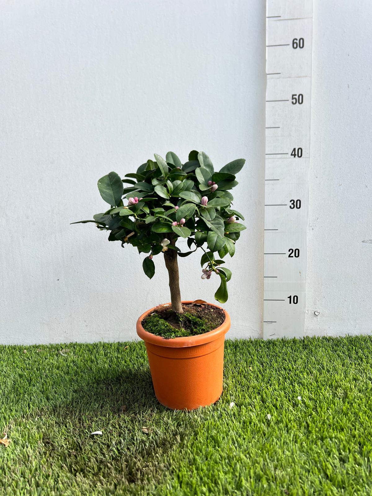 Mini Limetta Rossa o PURSHA Ø15cm H35/40cm – Agrume Made in Sicily