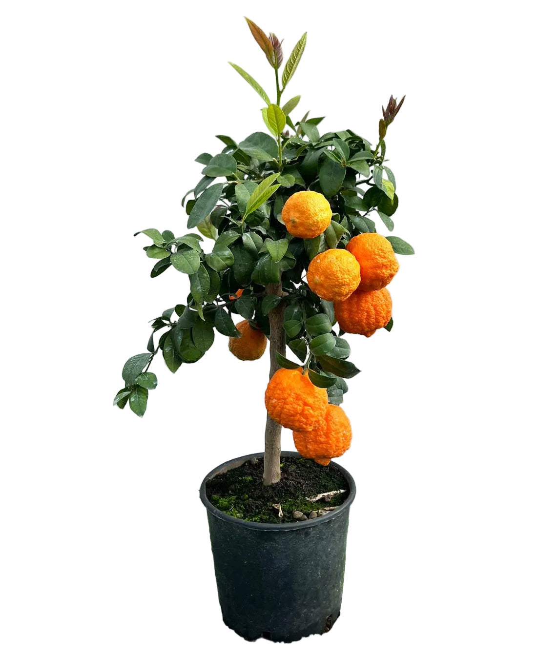 Citrus Limetta Rossa Pursha Alberello in Vaso Ø20cm H70cm – Agrume Made in Sicily