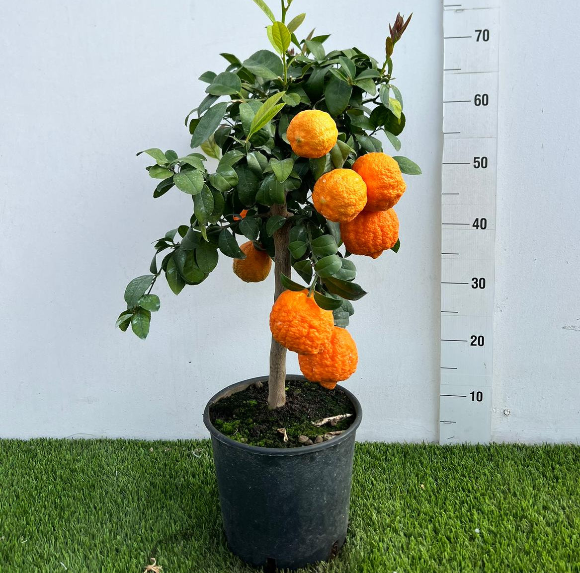 Citrus Limetta Rossa Pursha Alberello in Vaso Ø20cm H70cm – Agrume Made in Sicily