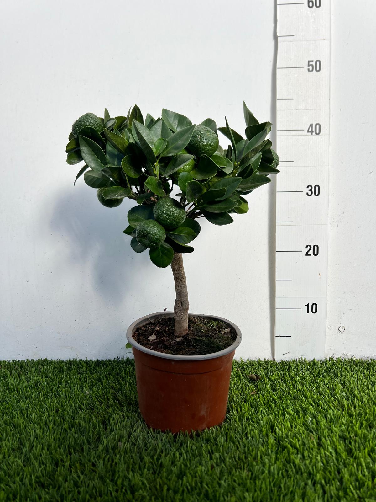 Mini Limetta Rossa o PURSHA Ø15cm H35/40cm – Agrume Made in Sicily