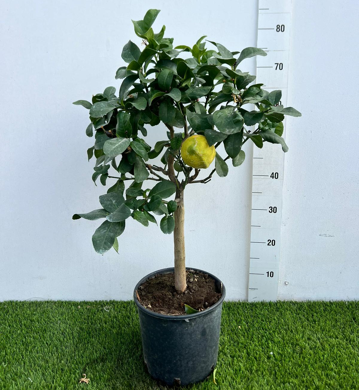 Citrus Limone Lunario Alberello in Vaso Ø20cm H70cm – Agrume Made in Sicily