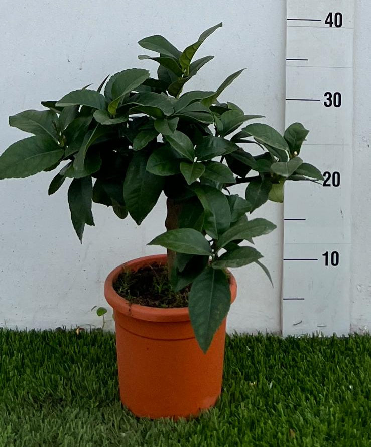 Pianta di Citrus Limone 4 stagioni – Agrume Ornamentale e Fruttifero Prodotto in Sicilia