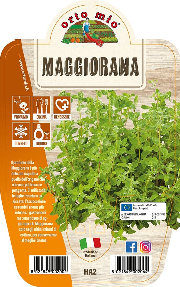Maggiorana - 1 pianta v.14 cm - Orto Mio