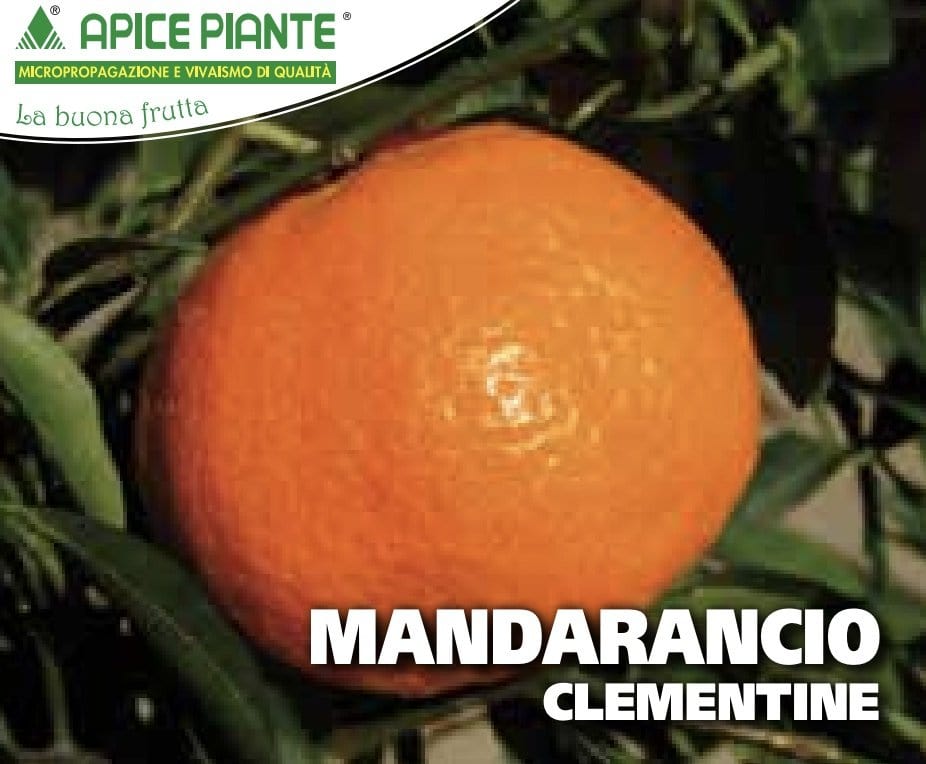 Mandarancio Clementine - v. 24 cm - Apice Piante