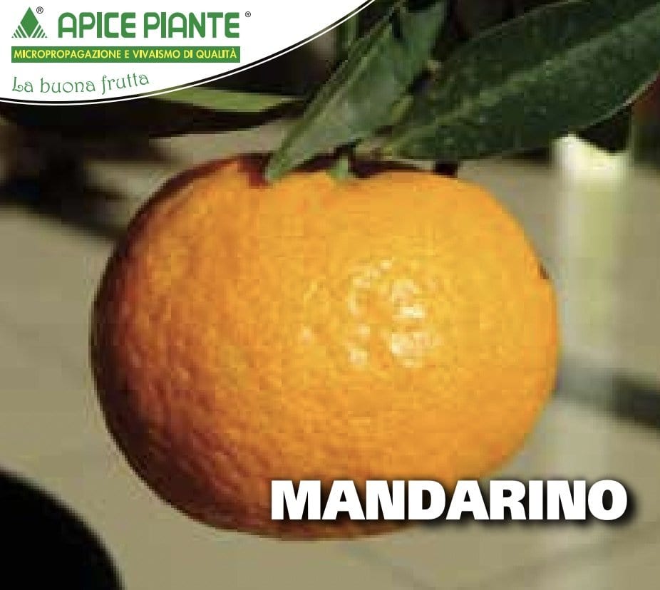 Mandarino - v. 24 cm - Apice Piante