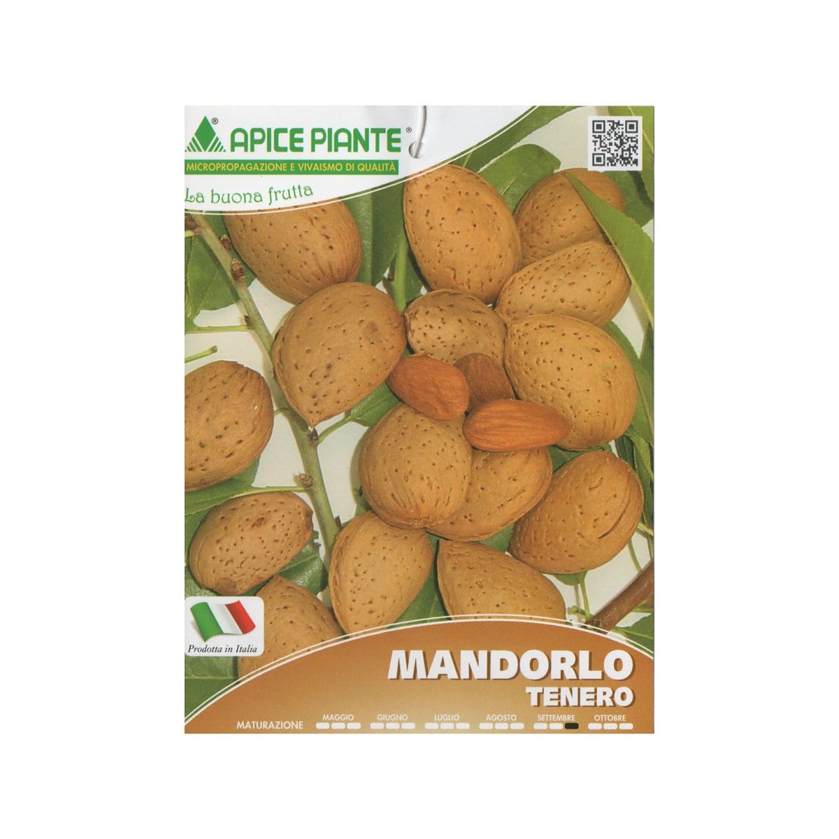 Mandorlo Guscio Tenero - v. 20 cm - Apice Piante