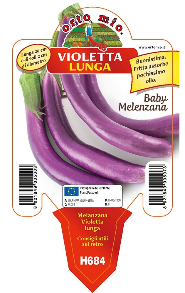 Melanzana baby melanzana Violetta lunga F1 (tipo perlina) -1 pianta vaso 10 cm - Orto Mio