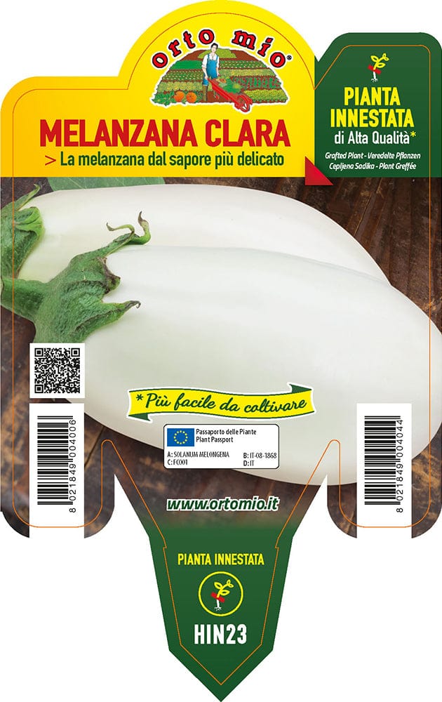 Melanzana bianca Clara F1 - 1 pianta innestata v.14 cm - Orto Mio