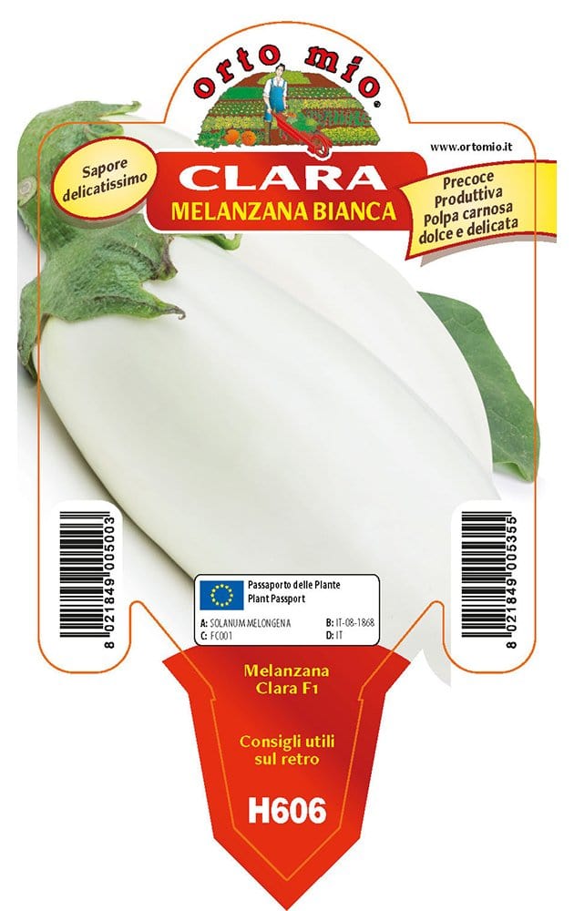 Melanzana bianca Clara F1 - 1 pianta vaso da 10 cm - Orto Mio