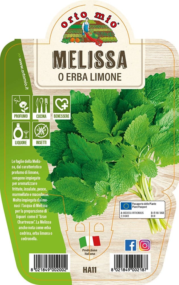 Melissa o Erba Limone - 1 pianta v.14 cm - Orto Mio