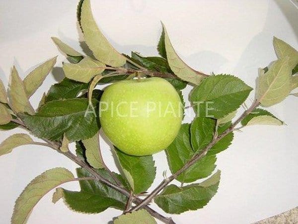 Melo Granny Smith - vaso 20 cm - Apice Piante