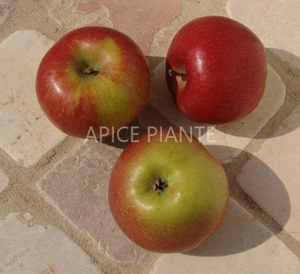 Melo Imperatore Morgenduft - v. 20 cm - Apice Piante