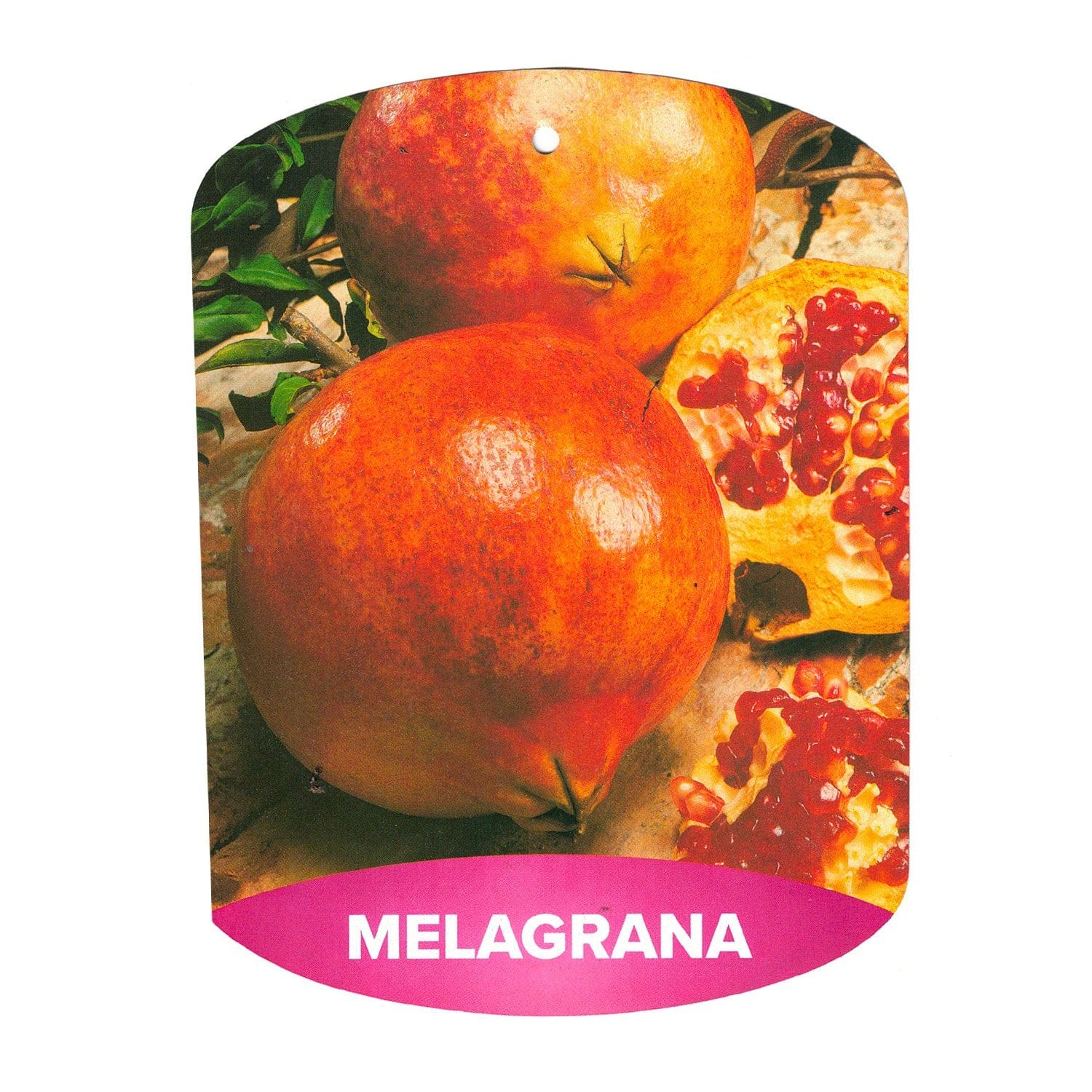 Melograno Dente di Cavallo - V. 20 x 16 cm - Apice Piante