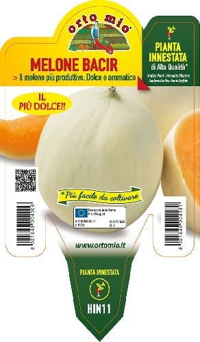 Melone liscio Bacir F1 - 1 pianta v. 14 cm - Orto Mio
