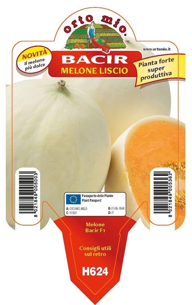 Melone liscio Bacir F1 - 1 pianta vaso 10 - Orto Mio