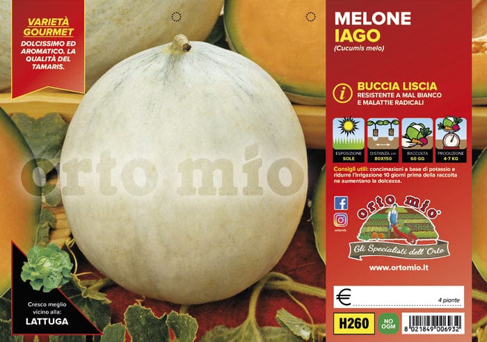 Melone liscio Bacir F1 - 4 piante - Orto Mio