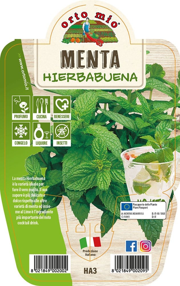 Menta Hierbabuena - 1 pianta v.14 cm - Orto Mio