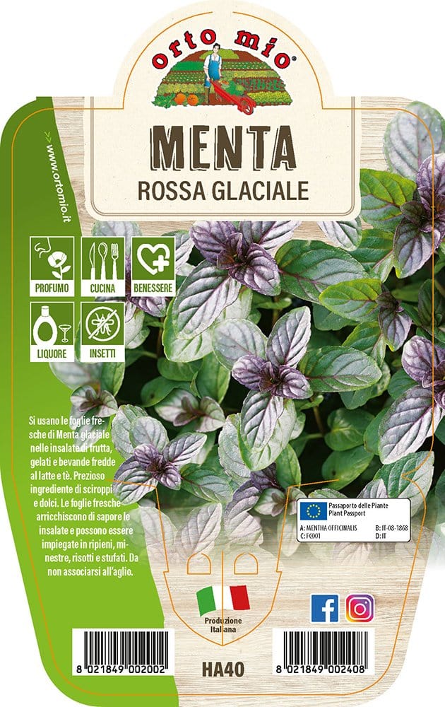 Menta Rossa Glaciale - 1 pianta v.14 cm - Orto Mio