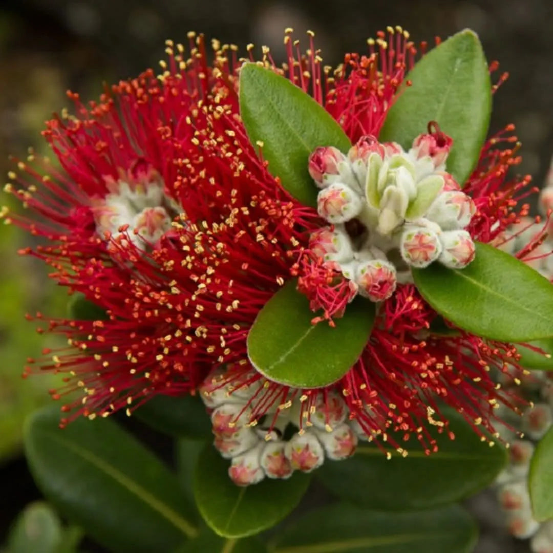 Metrosideros Excelsa