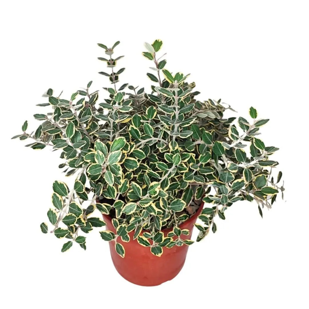 Metrosideros variegato