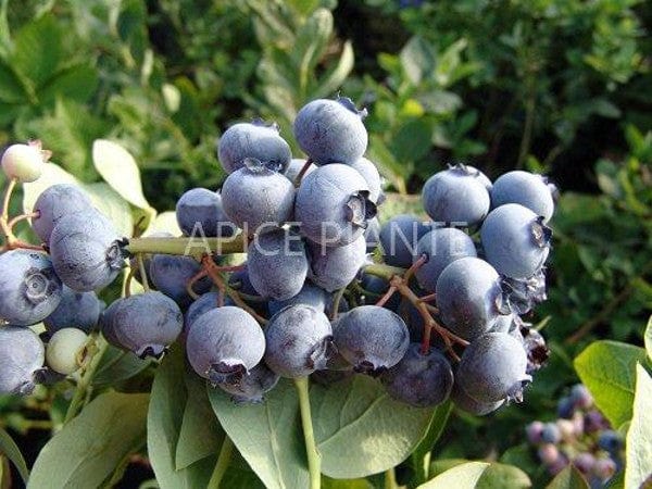 Mirtillo Bluetta - v. 18 x 13 x 13  - Apice Piante