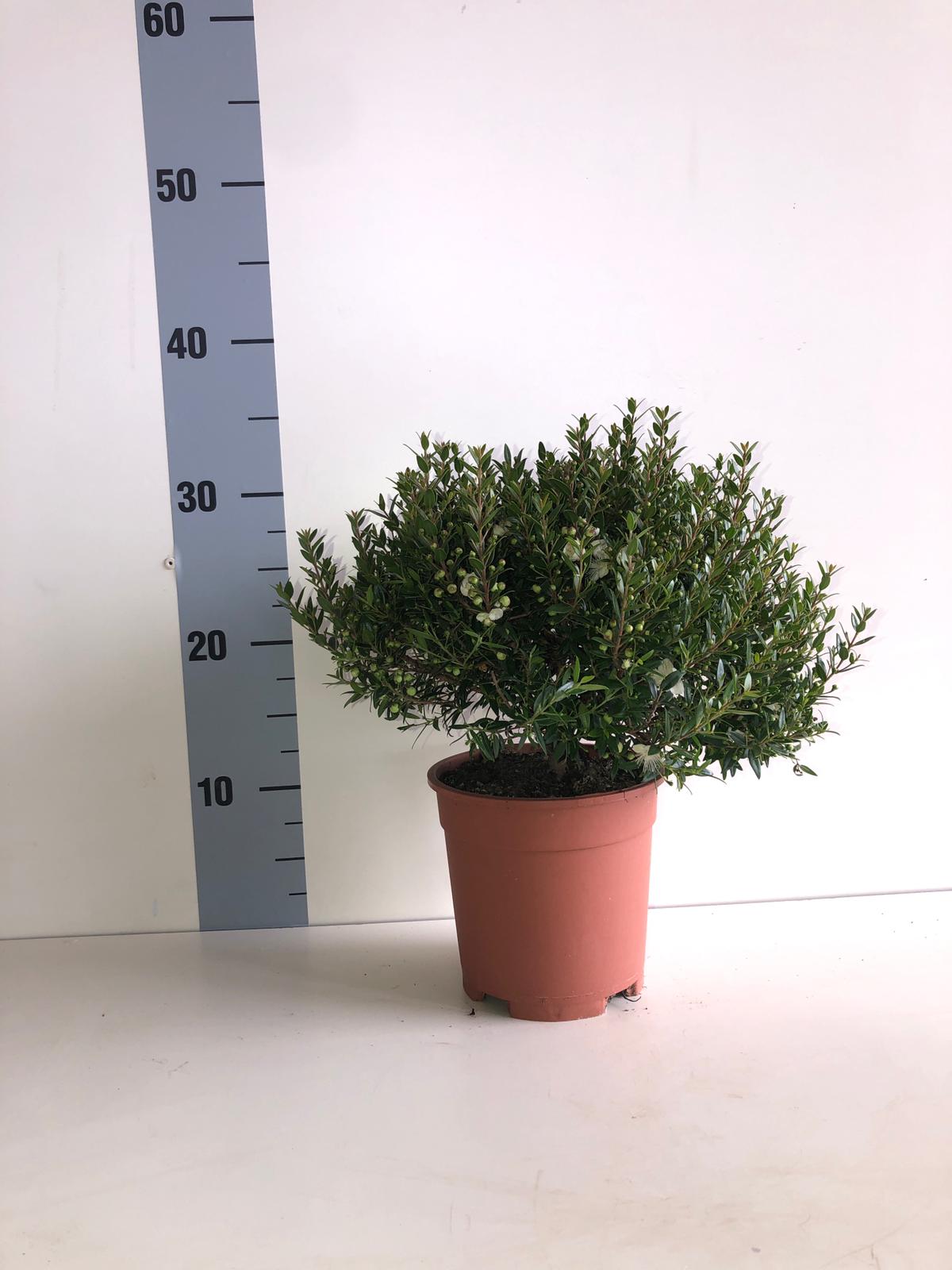 Piantina Cespuglio di Mirto simil-Bonsai - Myrtus Microphylla CERTIFICATA