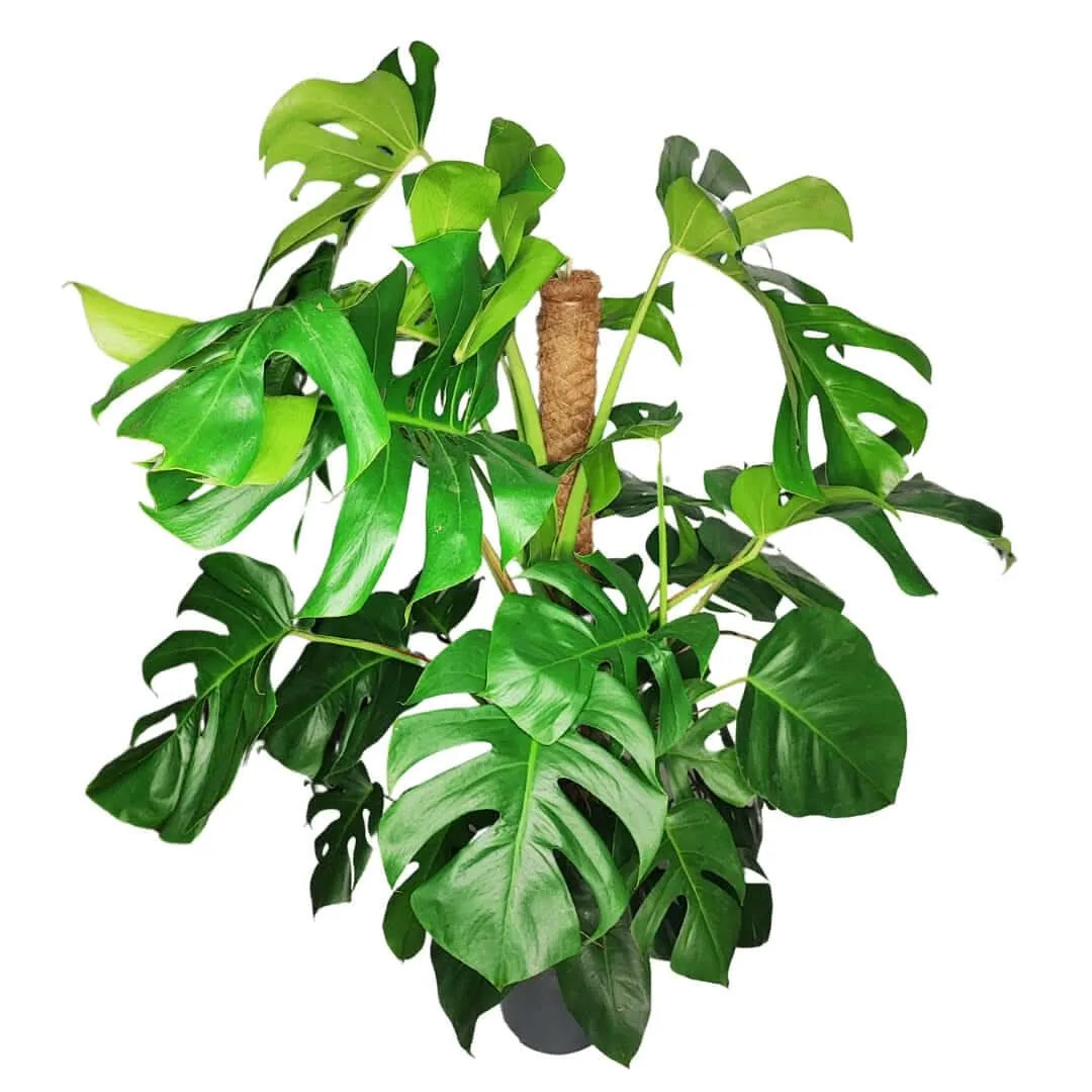 Monstera (Pertusum Grp) Mosspole altezza pianta 120 cm