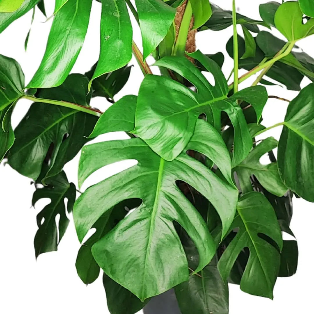 Monstera (Pertusum Grp) Mosspole altezza pianta 120 cm