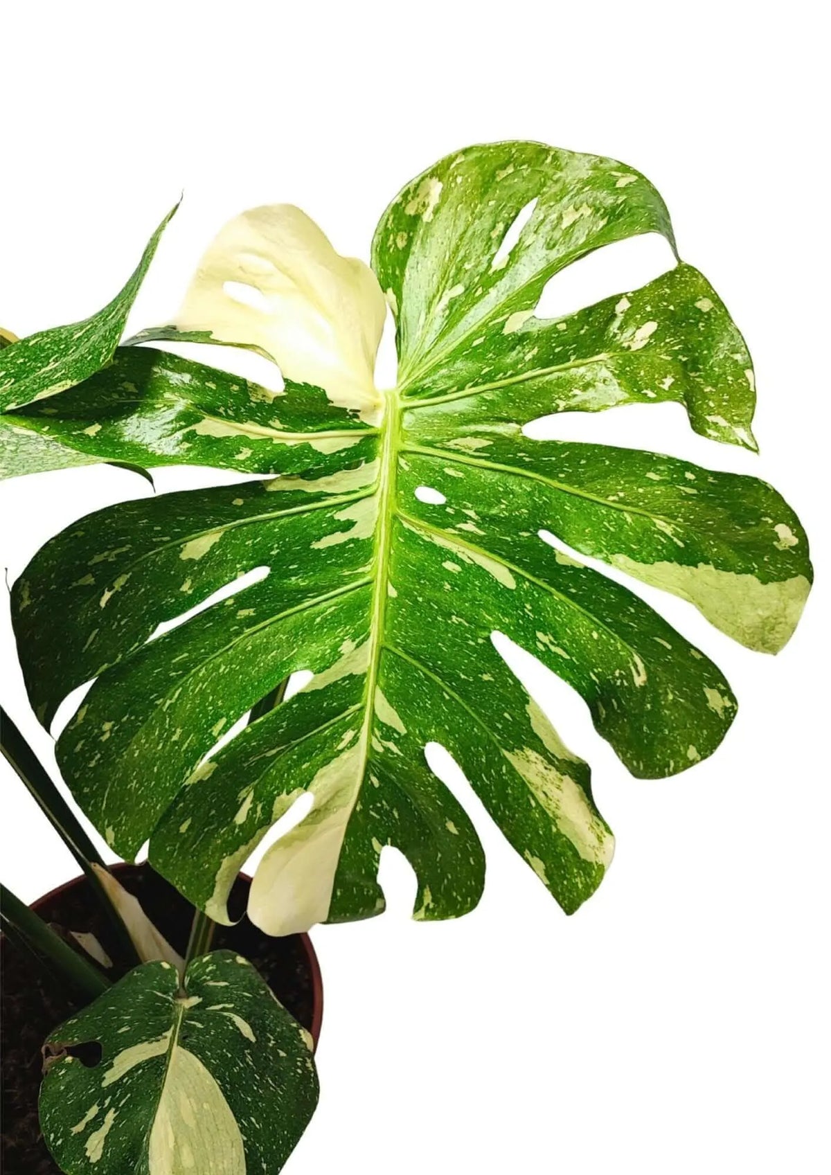 Monstera Thai Constellation - Altezza Pianta 70/80 cm