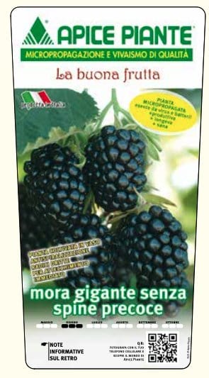 Mora dei Giardini Precoce senza spine - v. 18 x 13 cm - Apice Piante