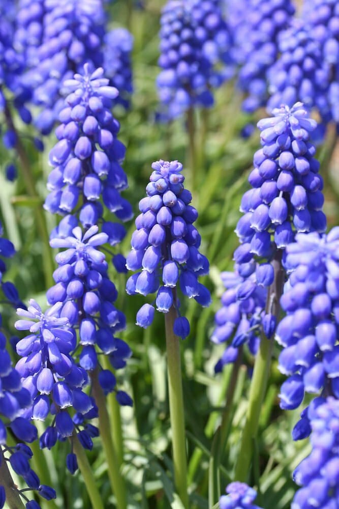 Muscari Armeniacum - 15 Bulbi