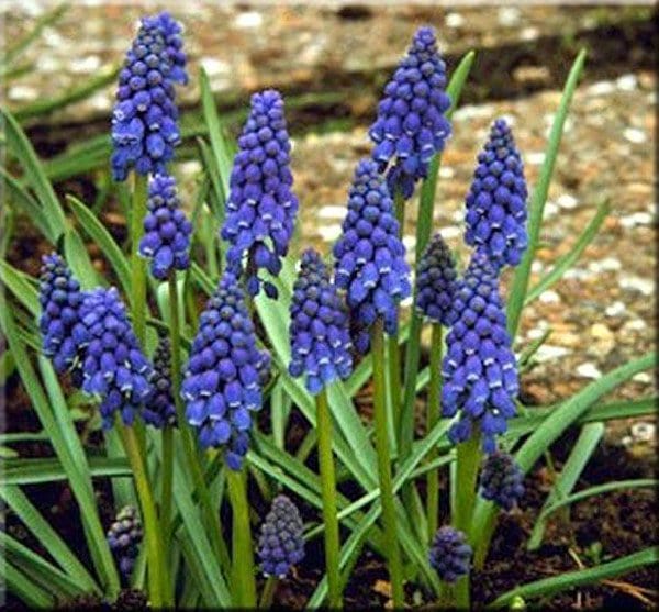 Muscari Armeniacum - 10 bulbi