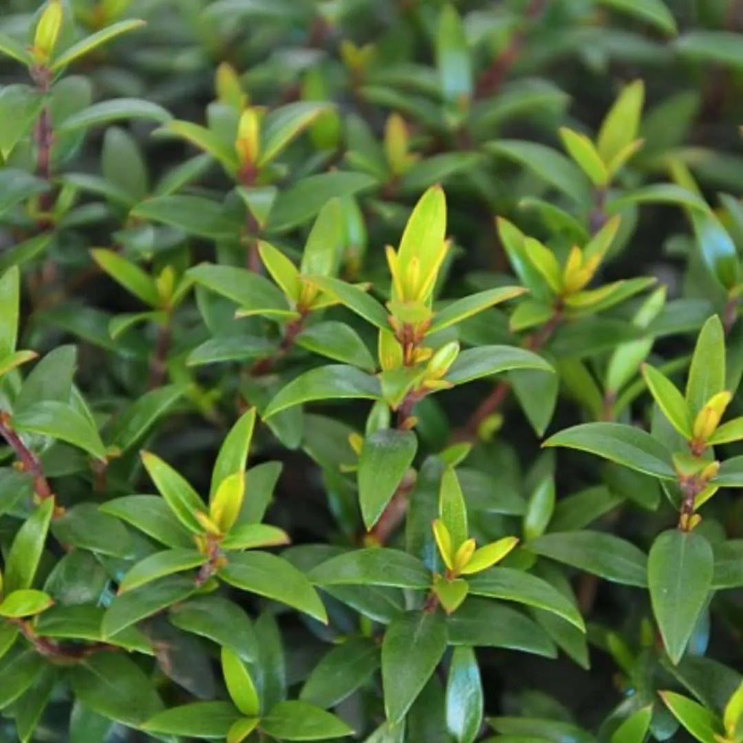 Myrtus communis microphylla