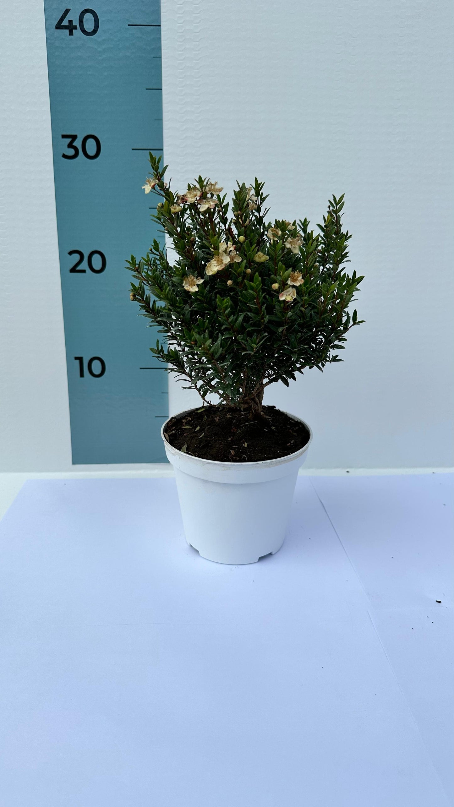 Piantina Cespuglio di Mirto simil-Bonsai - Myrtus Microphylla CERTIFICATA