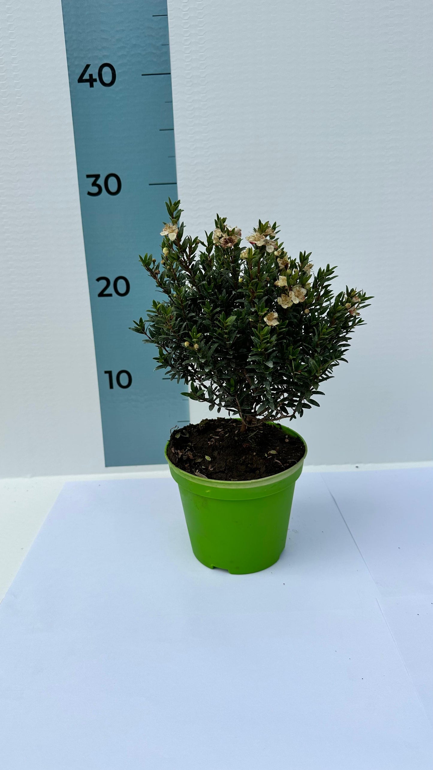 Piantina Cespuglio di Mirto simil-Bonsai - Myrtus Microphylla CERTIFICATA