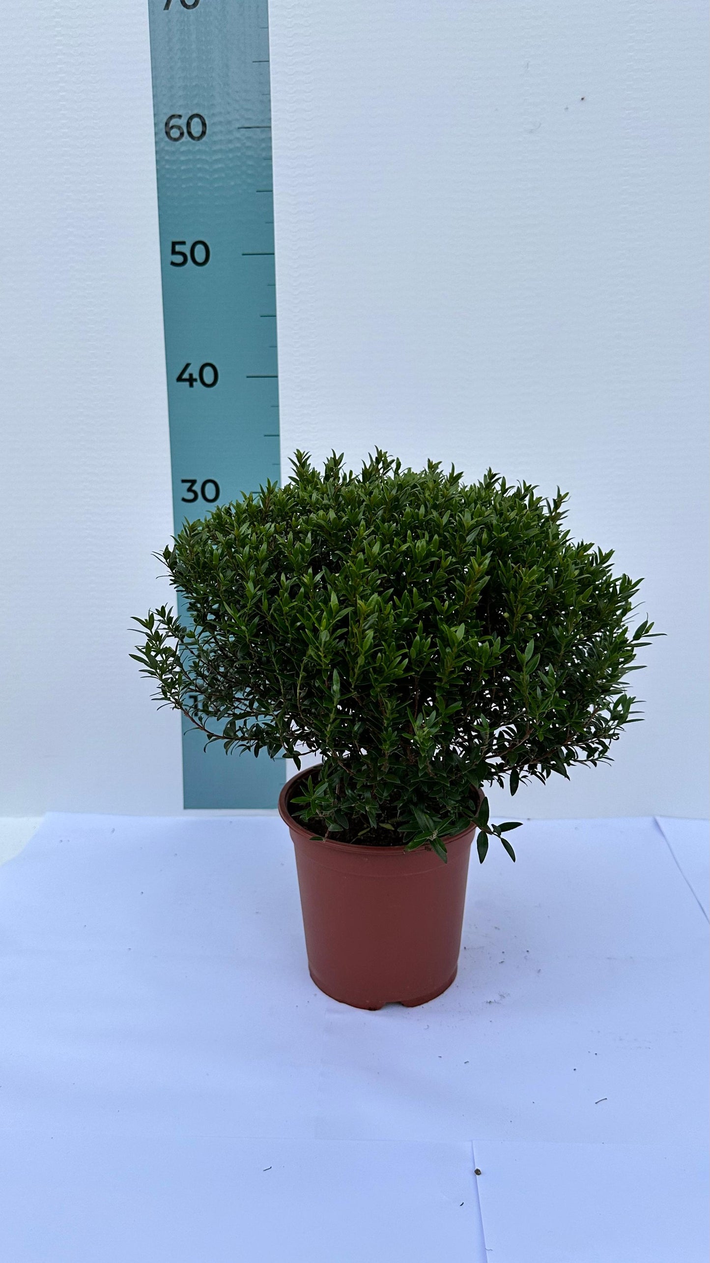 Piantina Cespuglio di Mirto simil-Bonsai - Myrtus Microphylla CERTIFICATA