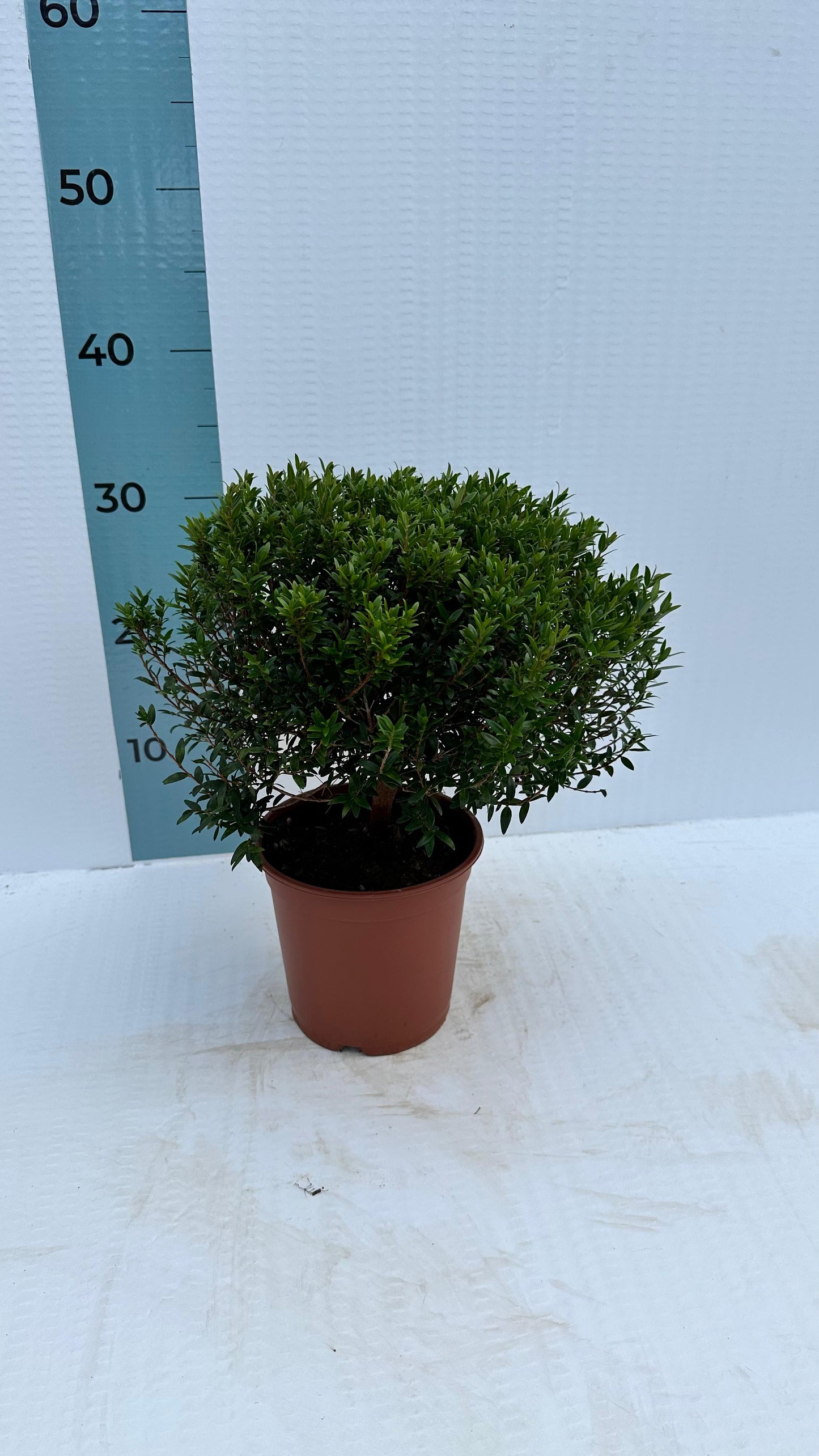 Piantina Cespuglio di Mirto simil-Bonsai - Myrtus Microphylla CERTIFICATA