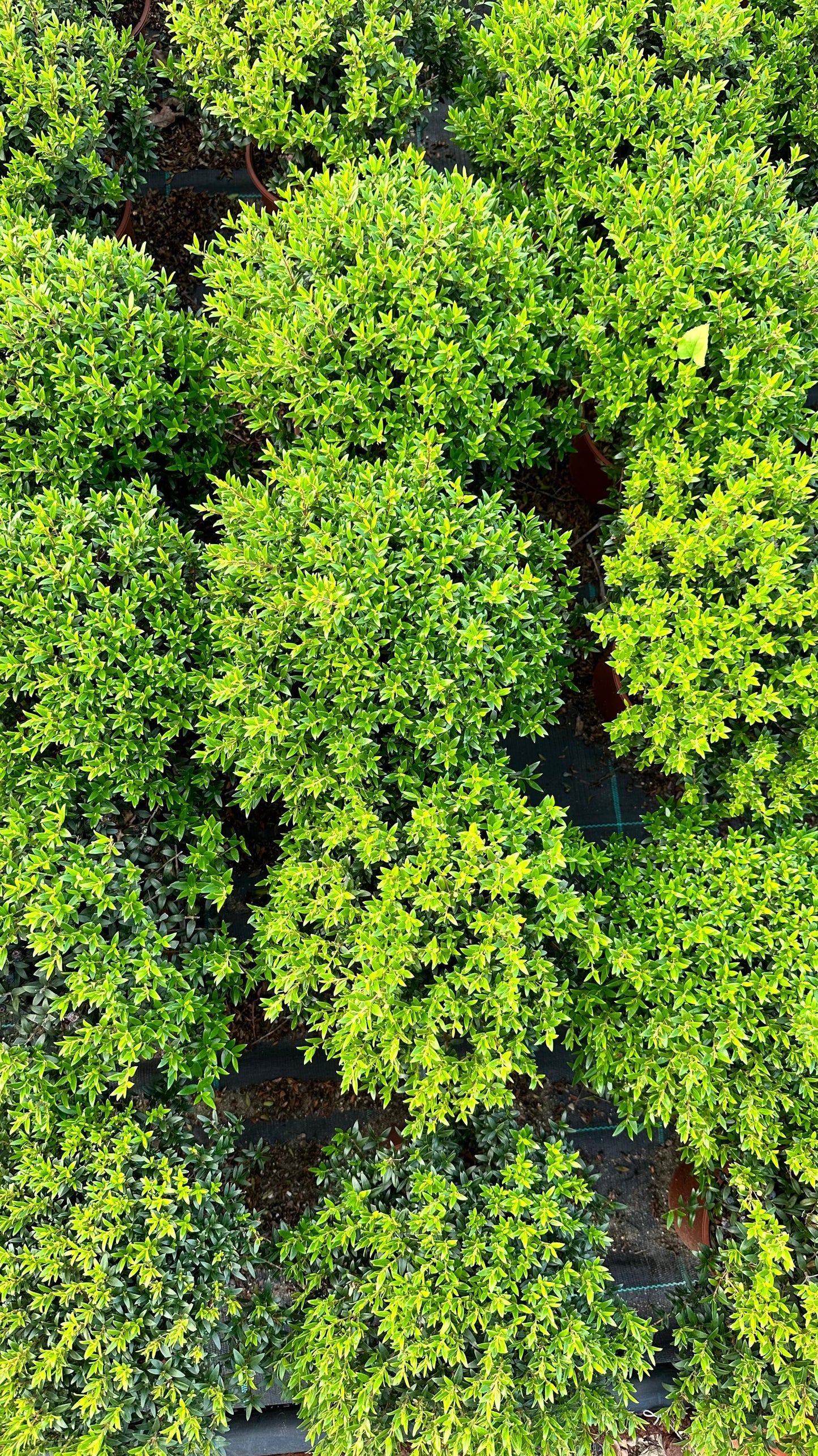 Piantina Cespuglio di Mirto simil-Bonsai - Myrtus Microphylla CERTIFICATA