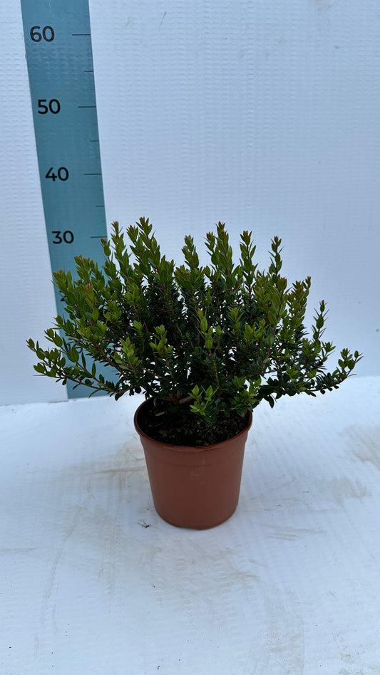 Piantina Cespuglio di Mirto communis simil-Bonsai - Myrtus Communis CERTIFICATA