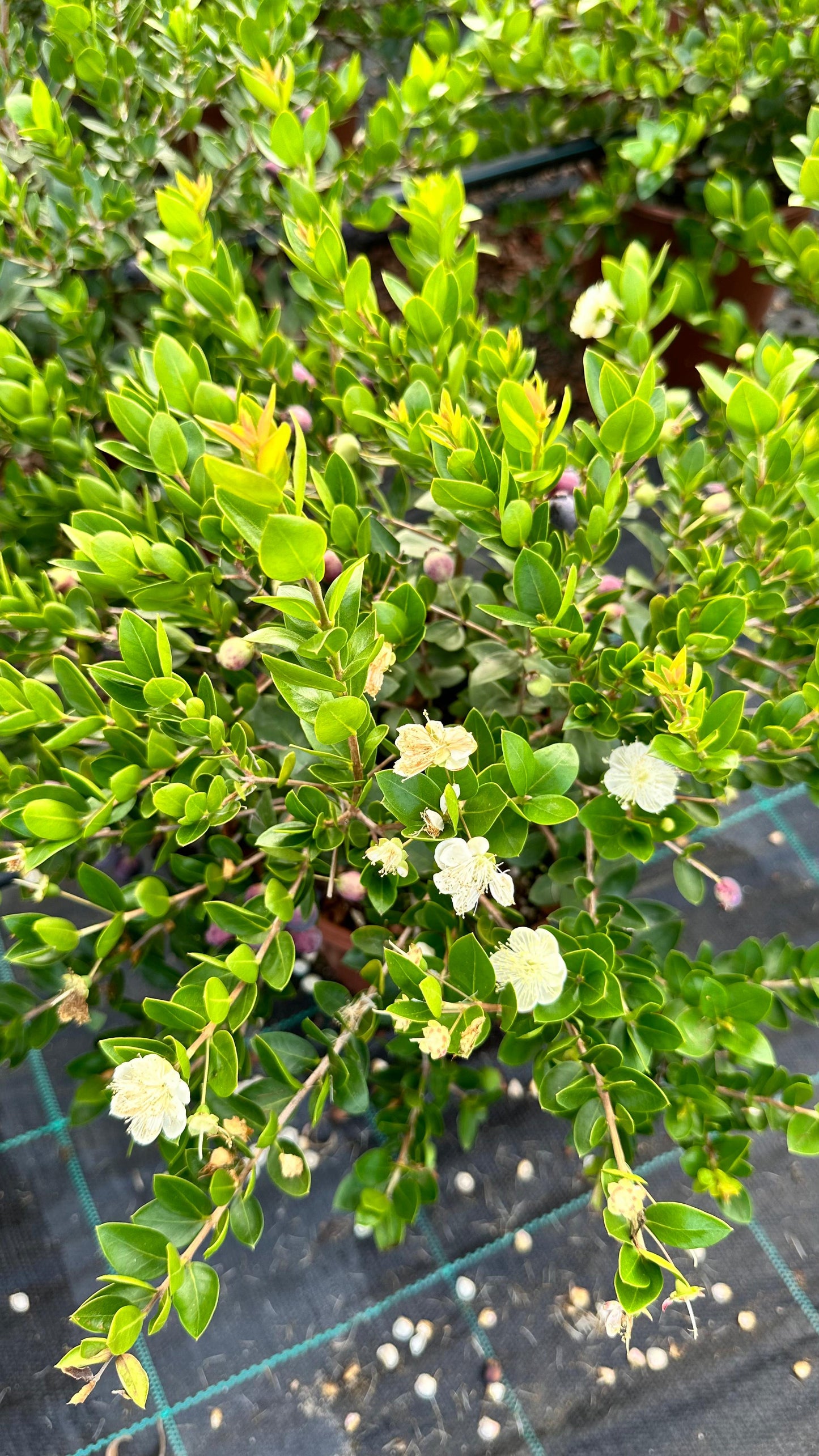 Piantina Cespuglio di Mirto communis simil-Bonsai - Myrtus Communis CERTIFICATA