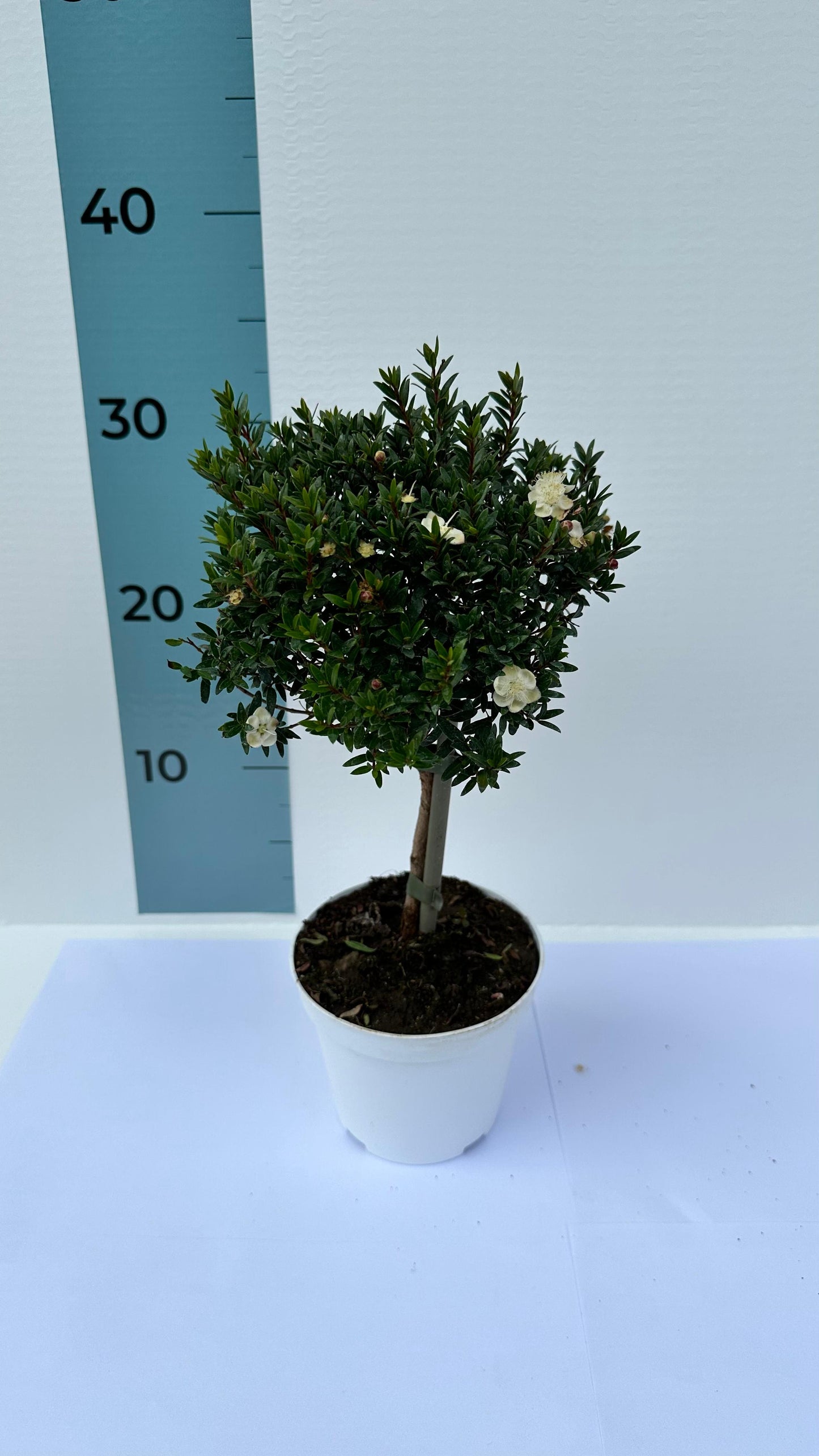 Piantina Alberello di Mirto - Myrtus Microphylla CERTIFICATA