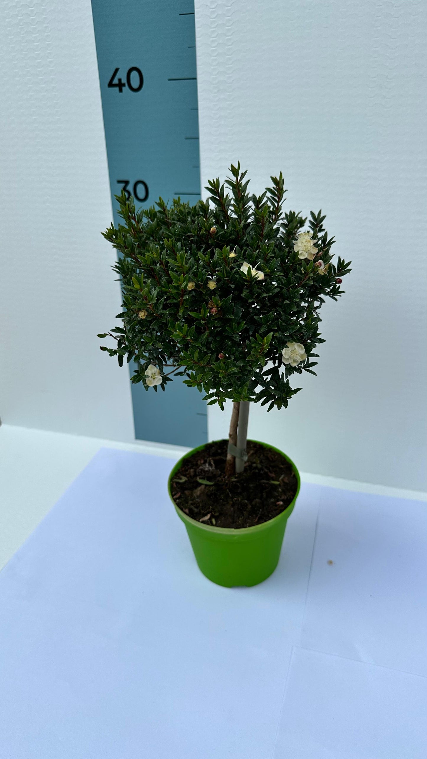 Piantina Alberello di Mirto - Myrtus Microphylla CERTIFICATA