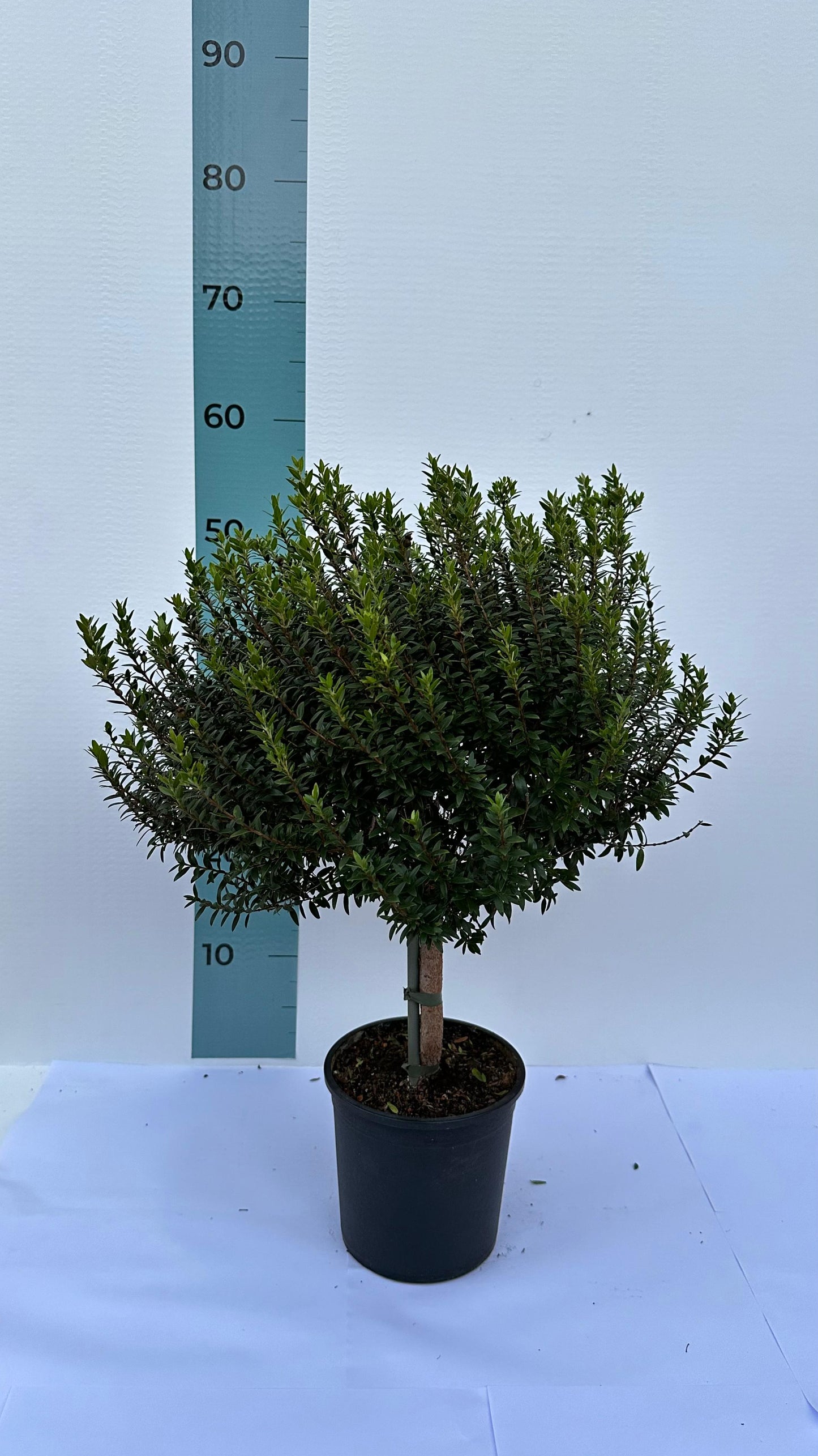 Piantina Alberello di Mirto - Myrtus Microphylla CERTIFICATA