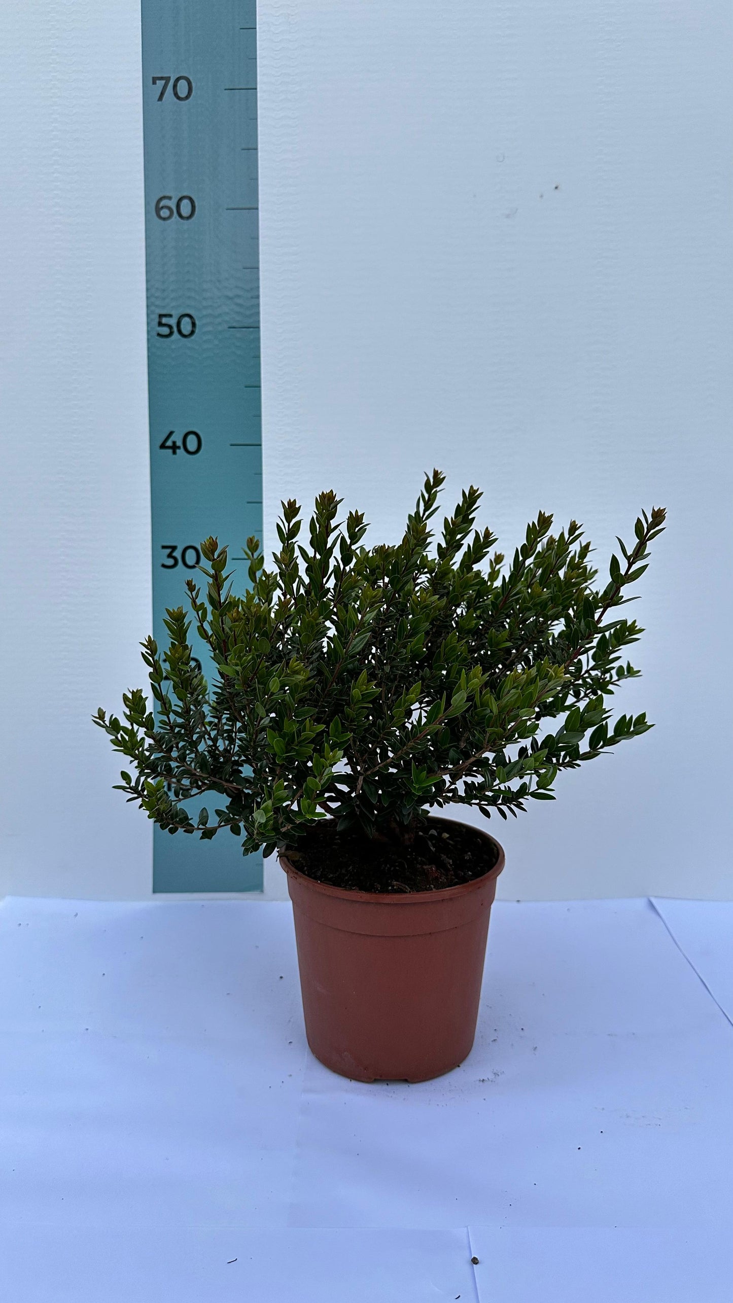 Piantina Cespuglio di Mirto Tarantino simil-Bonsai - Myrtus Communis CERTIFICATA