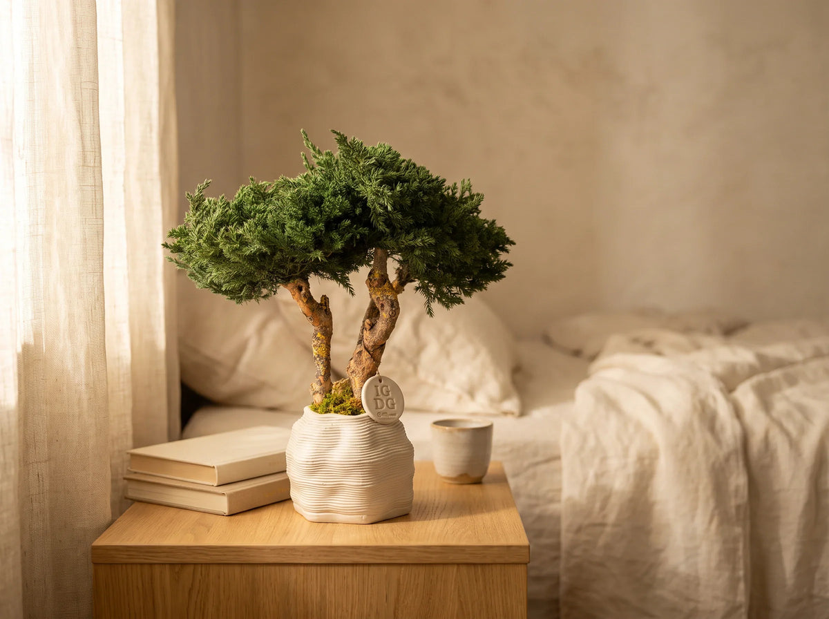 Bonsai Kumori Nagi 38 cm. Ginepro Stabilizzato
