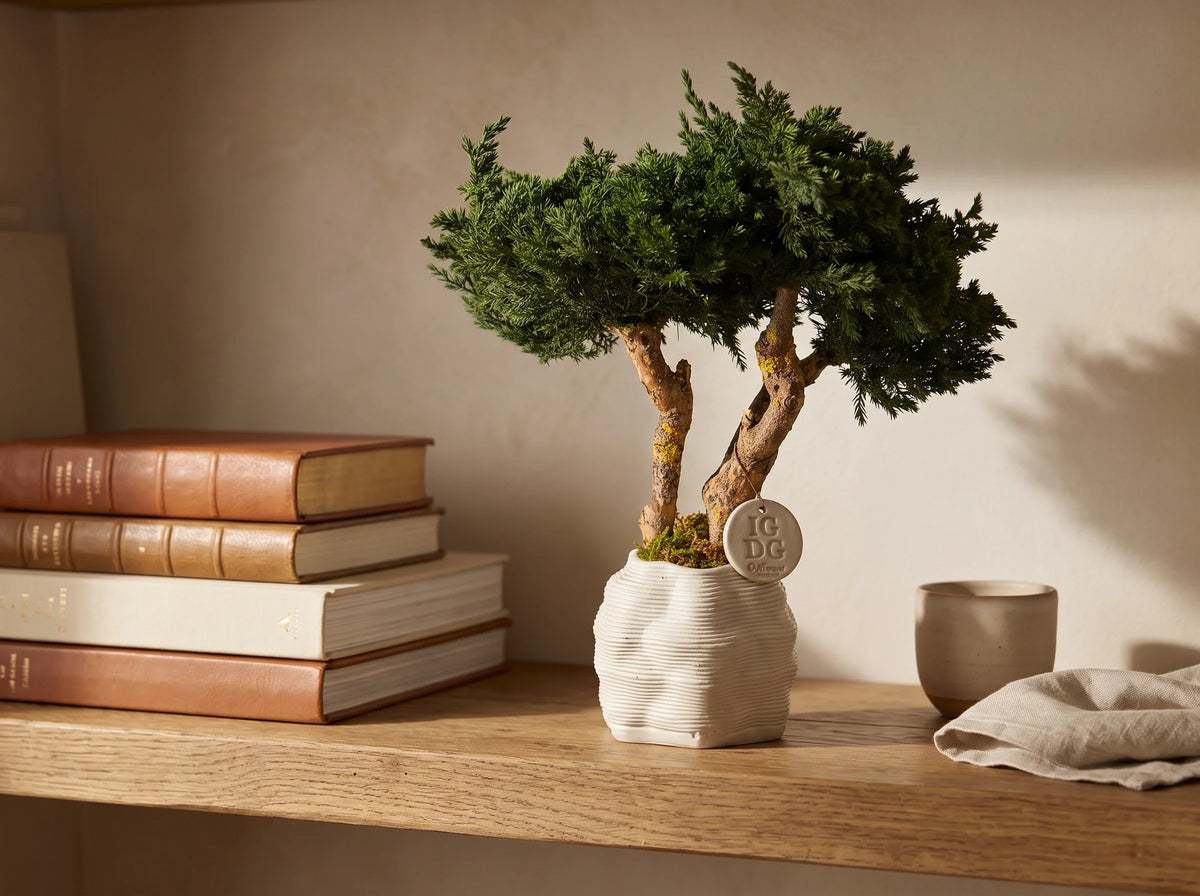 Bonsai Kumori Nagi 38 cm. Ginepro Stabilizzato