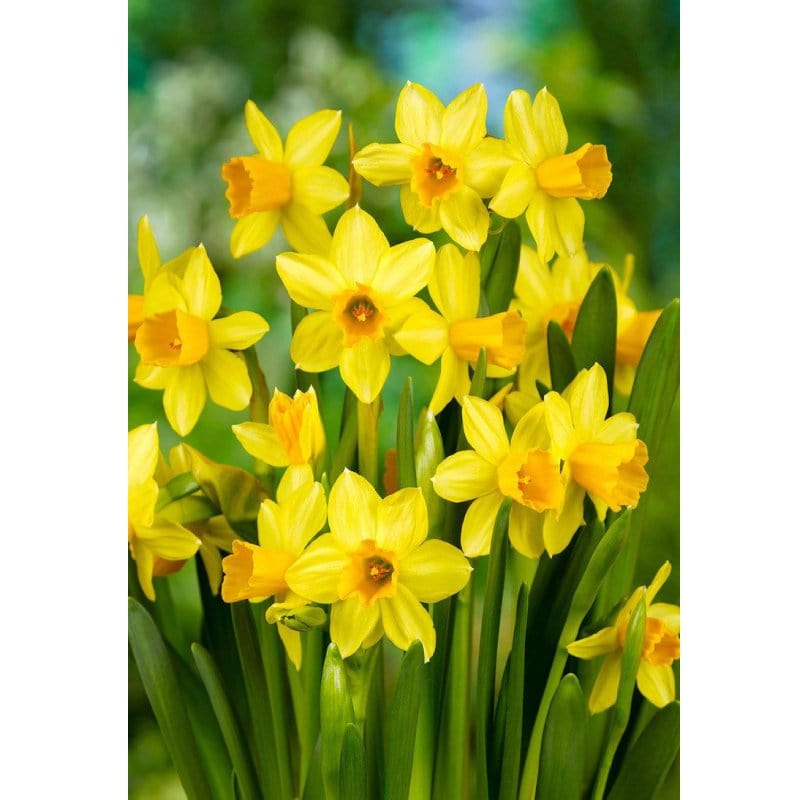 Narcisi nani Tete a Tete - Giallo - 5 Bulbi